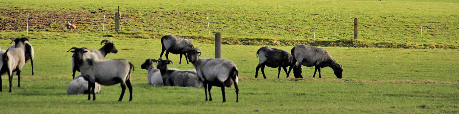 AWS - Animal Welfare Service GmbH - Tierschutz ist die Zukunft!