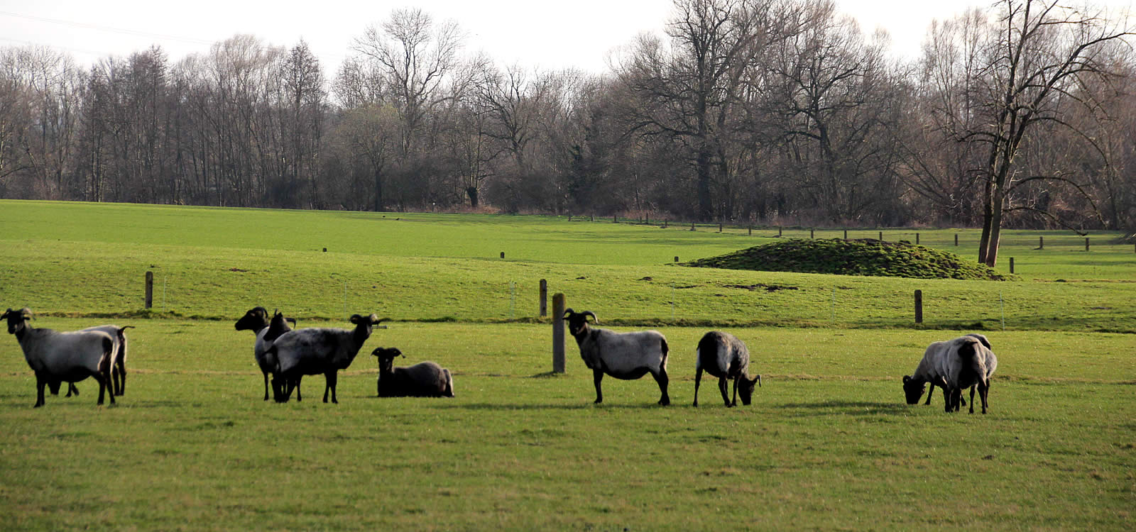 AWS - Animal Welfare Service GmbH - Tierschutz ist die Zukunft!